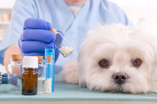 Curso Administração de Pet Shop