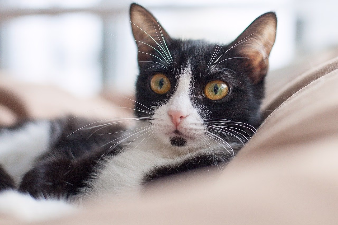 Patologia Veterinária Especial de Cães e Gatos
